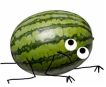 Watermelon Crawl